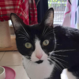 LULU