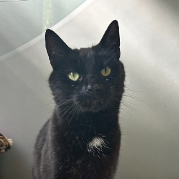 SIMON