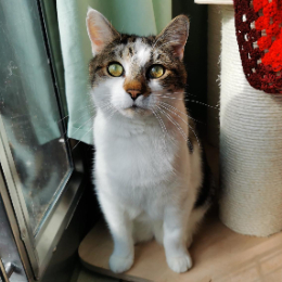 BENJI