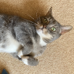HUGO