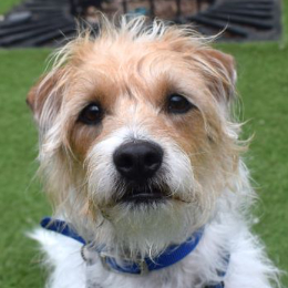 BERTIE