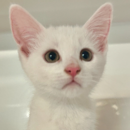 FETA