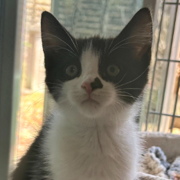 PEPPERJACK