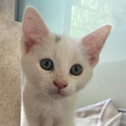CHEDDAR