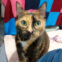 ELIZA