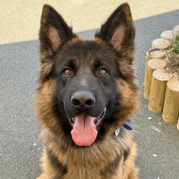 ZEUS