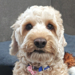 TEDDY