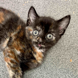 MIMI