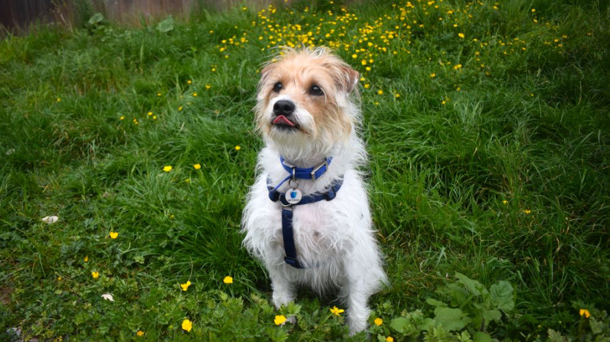 Bertie