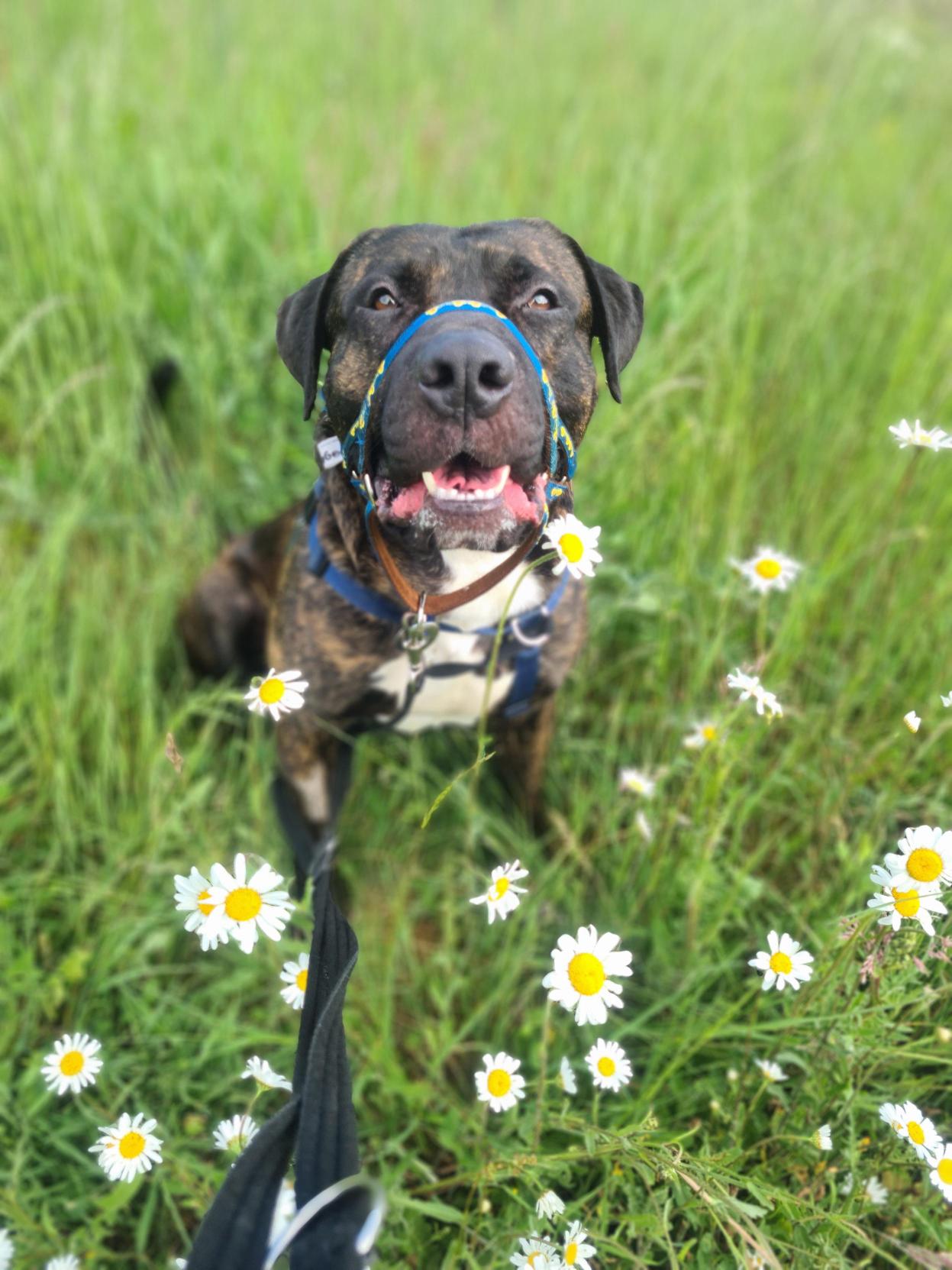 Duke