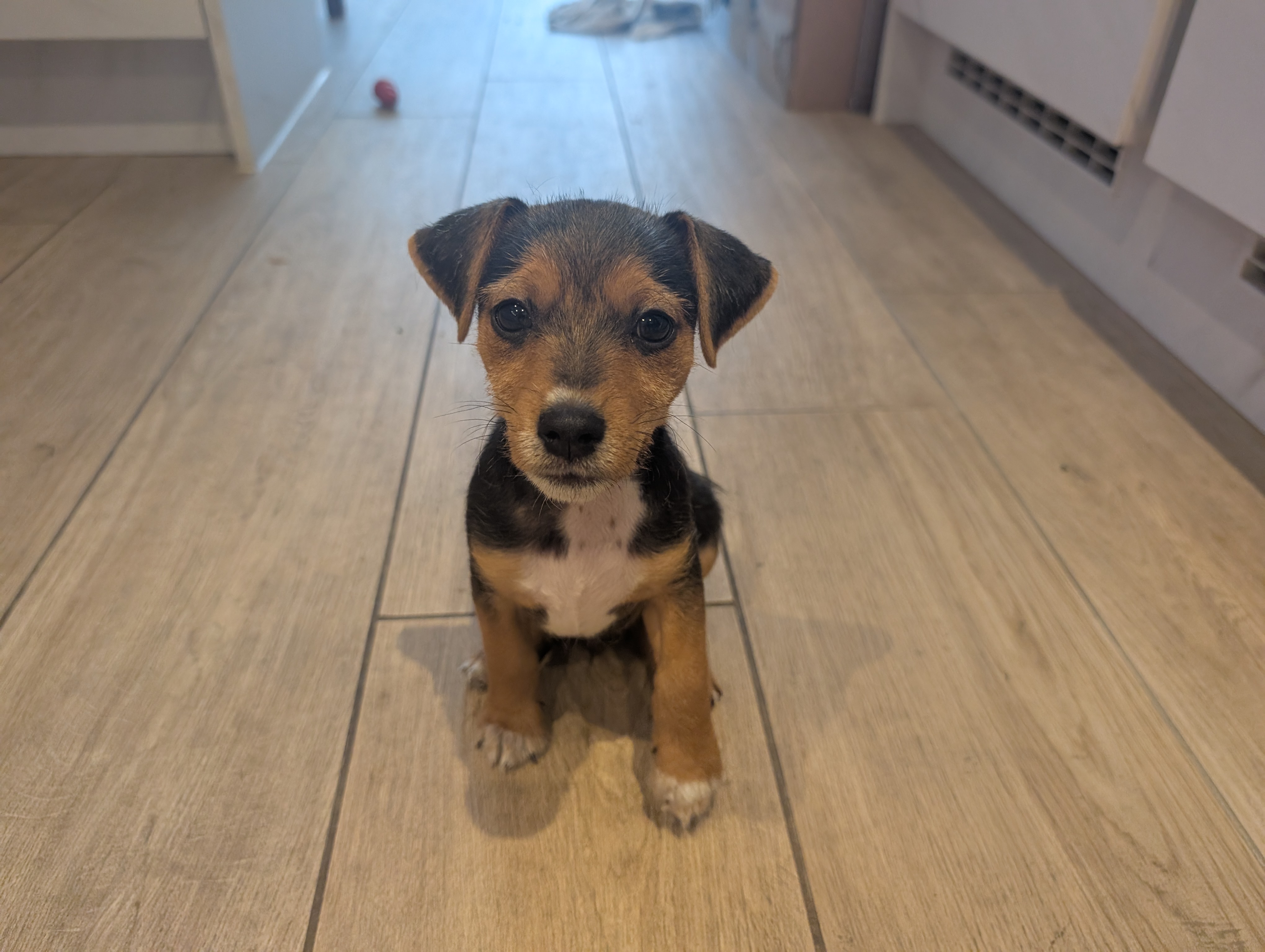 Scrappy Doo