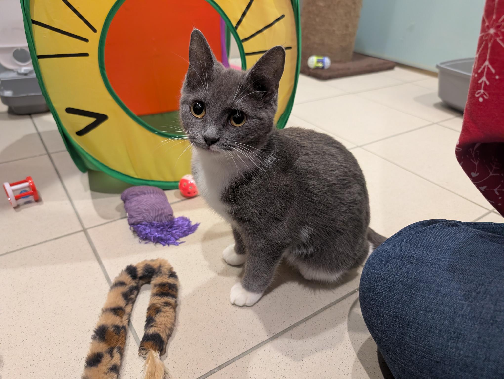 Gracie