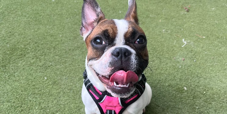 Lola