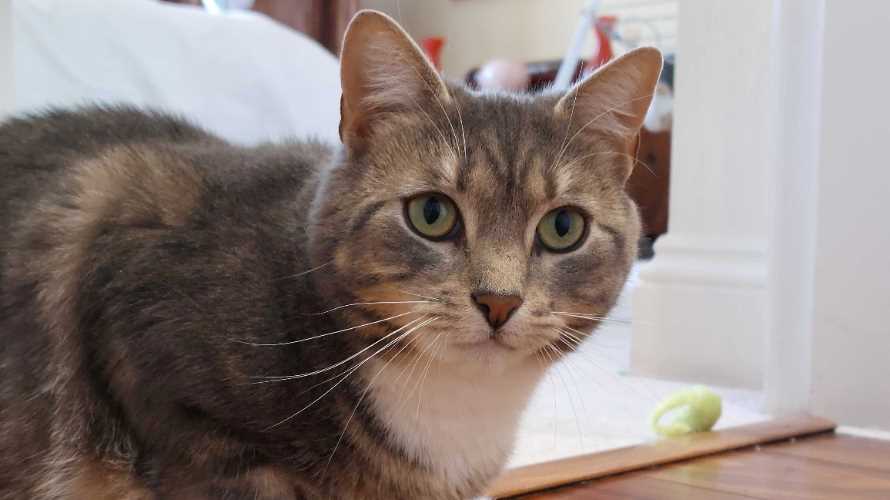 Willow