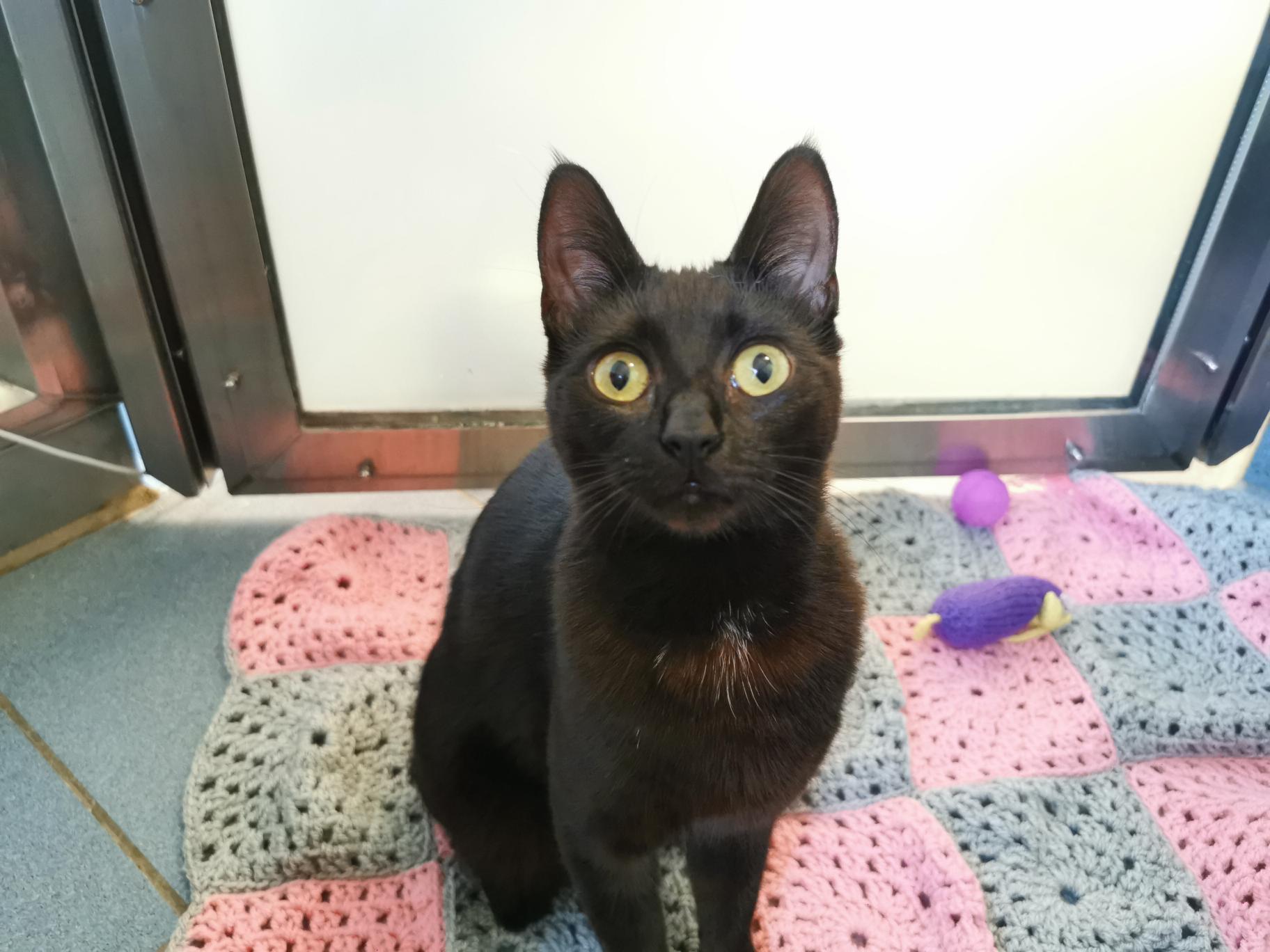 Nova