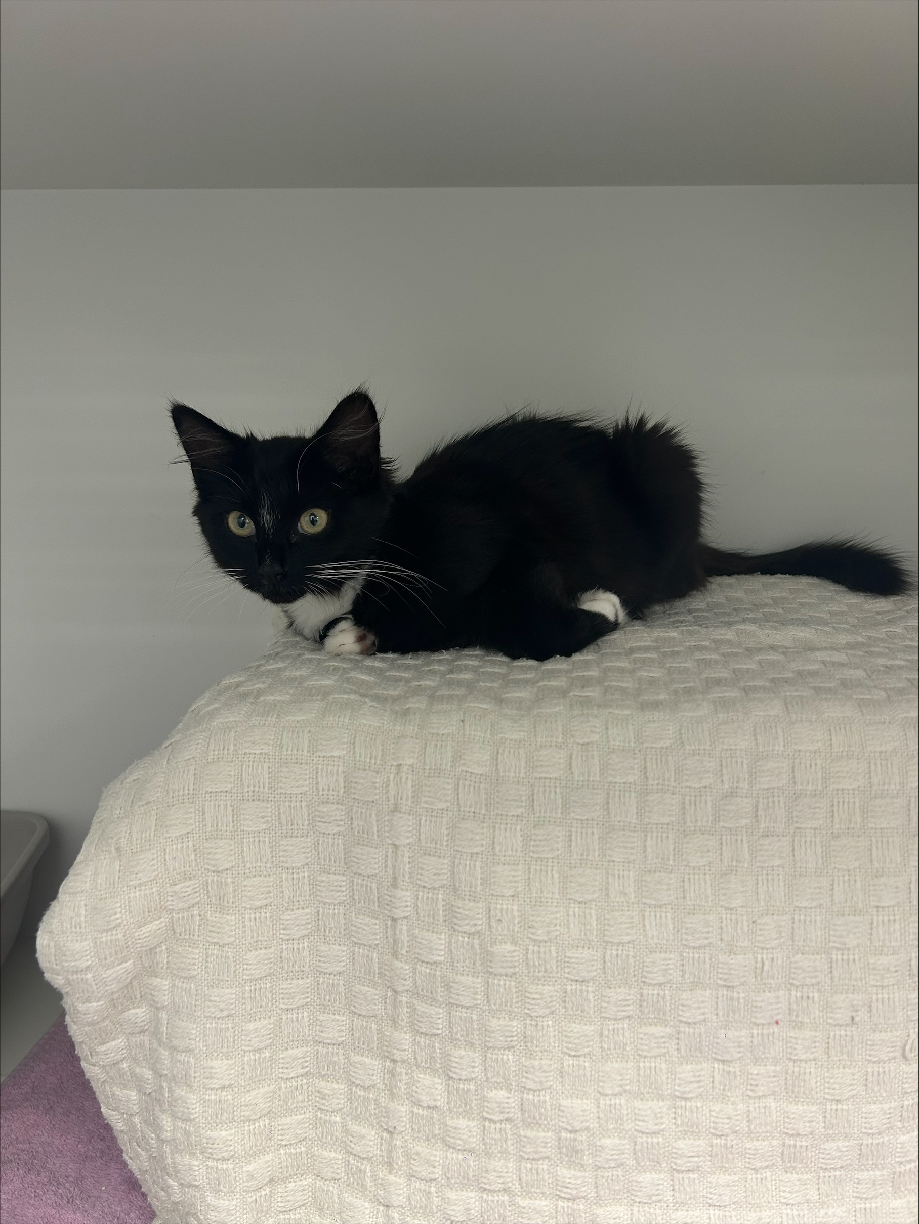 Pip