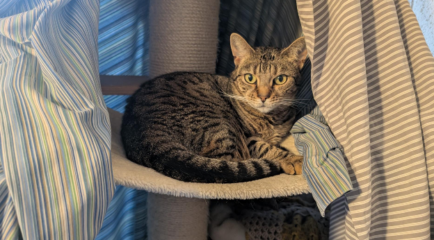 Nala (& Socks)
