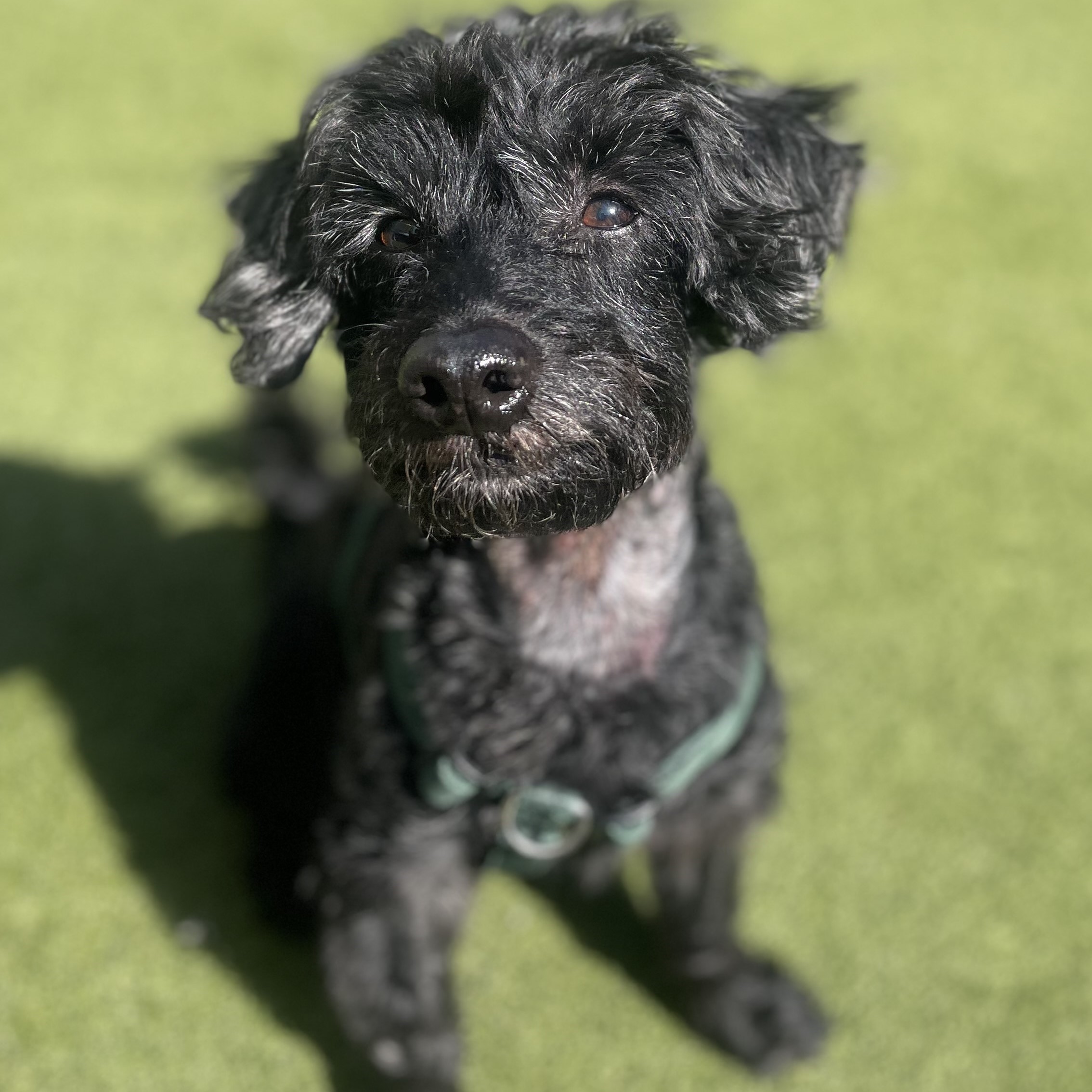 Watson