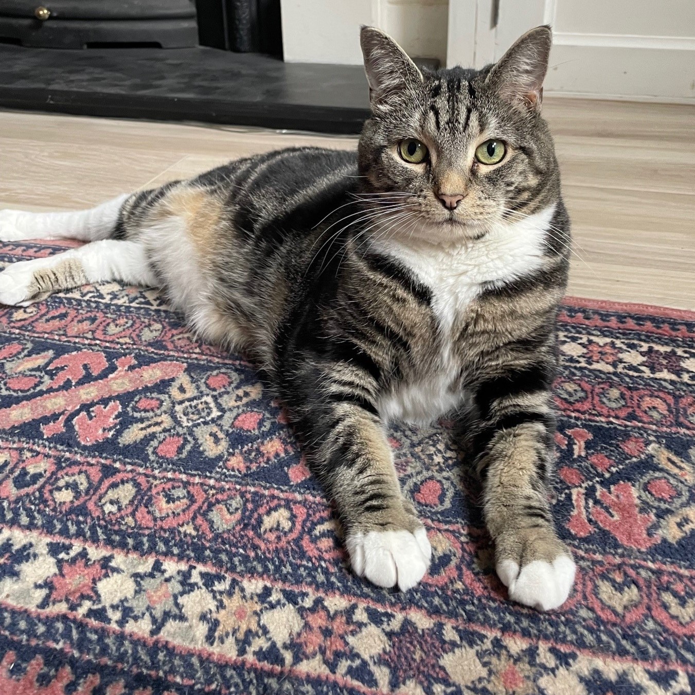 Meet the cats