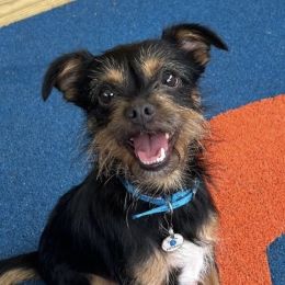MAGGIE