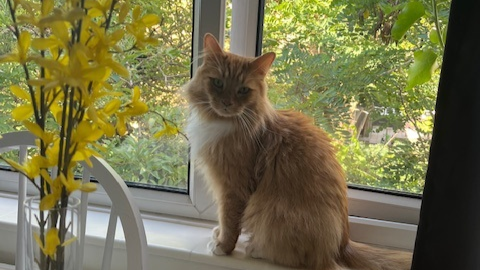 Paddy