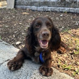 Mocha