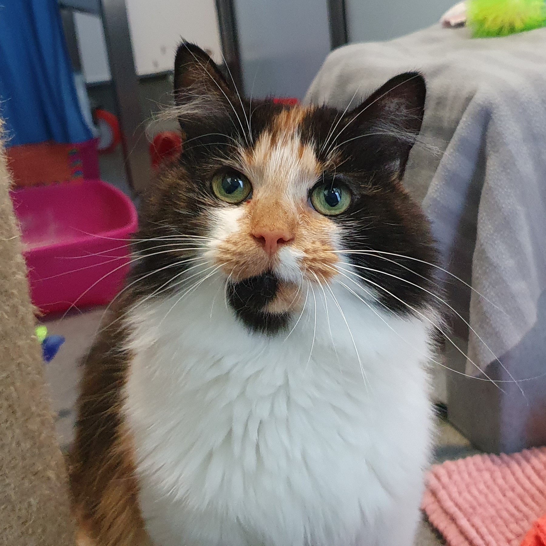Missy
