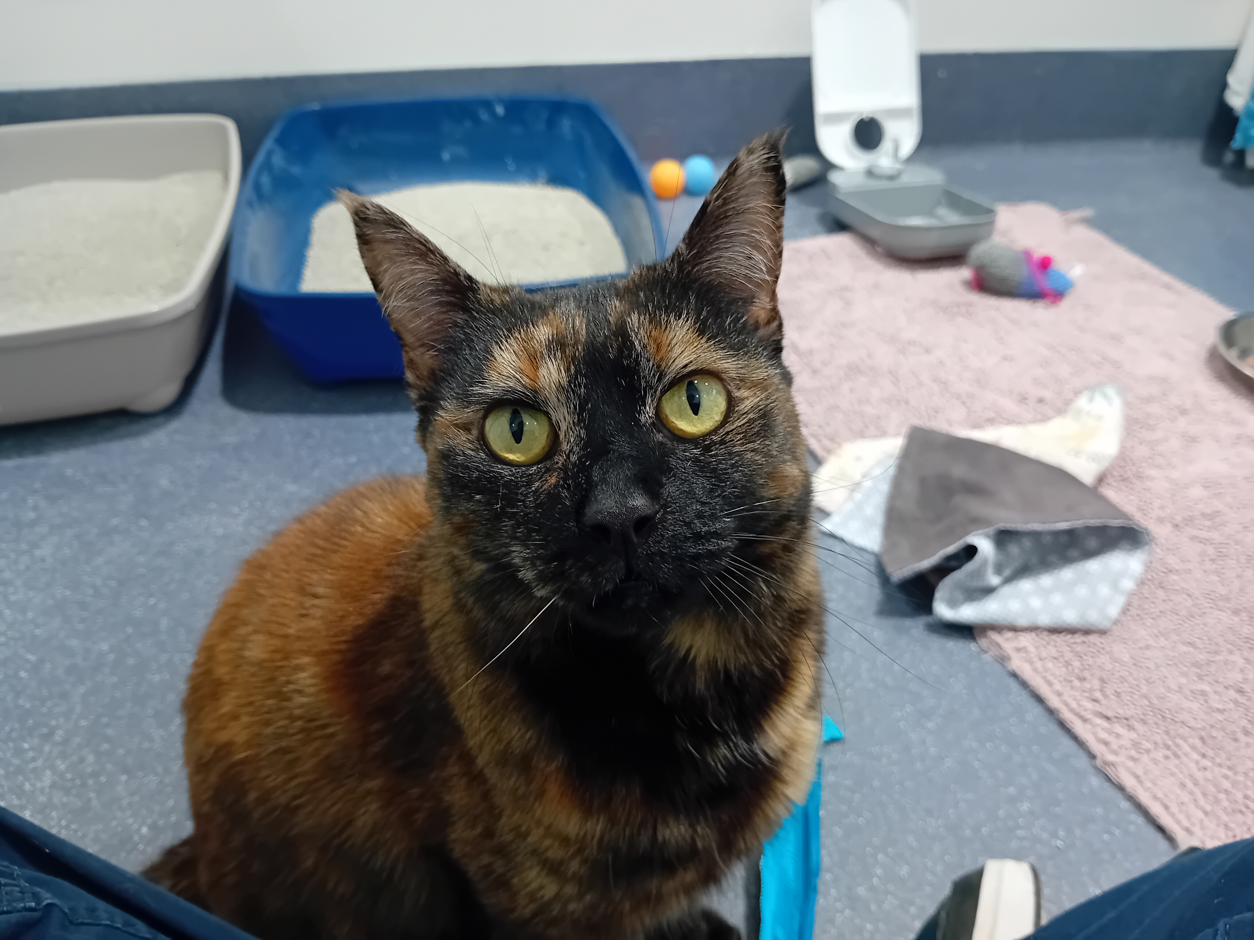 Gigi