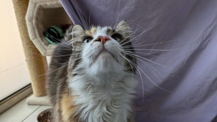Bean