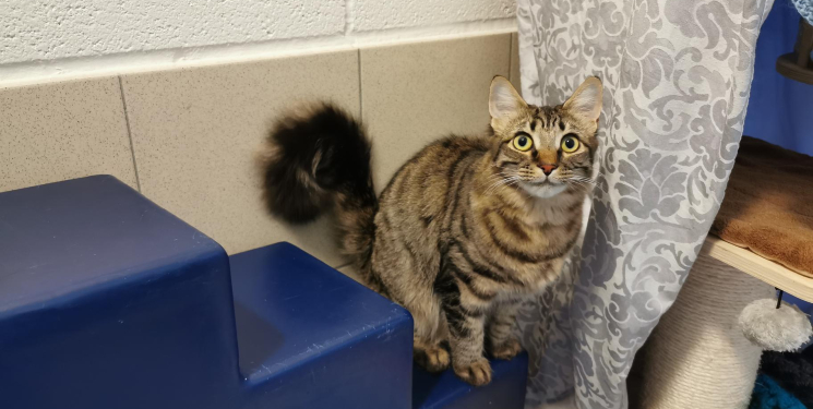 Mowgli