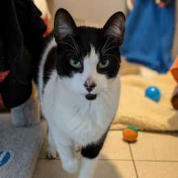 Merlin