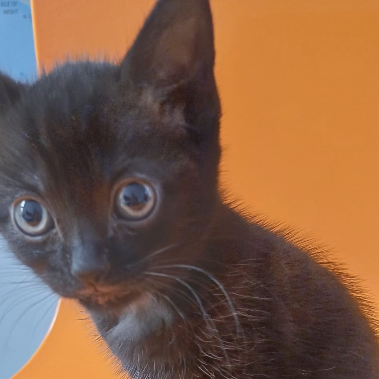 Meet the cats