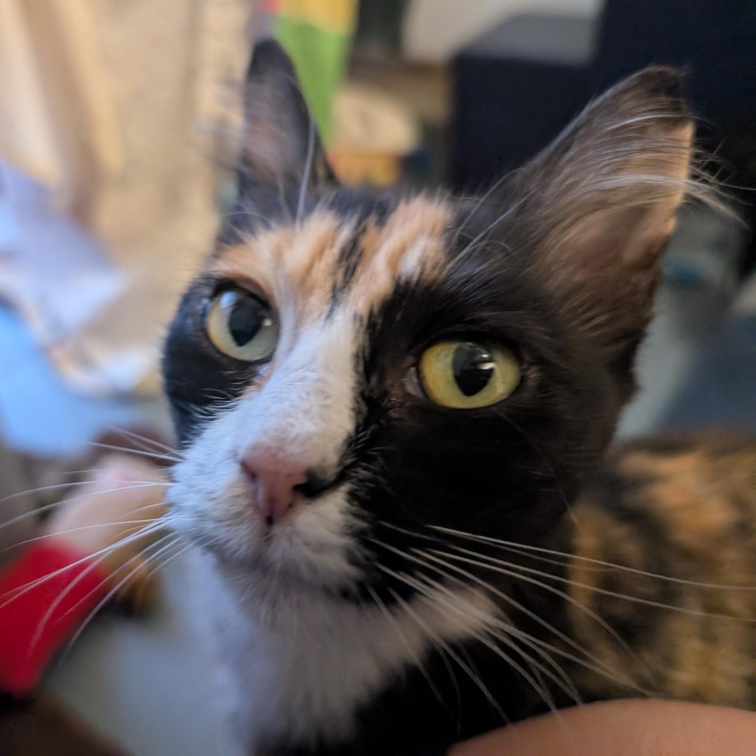 Clementine