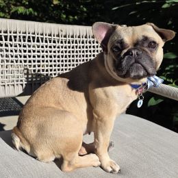 Yoda