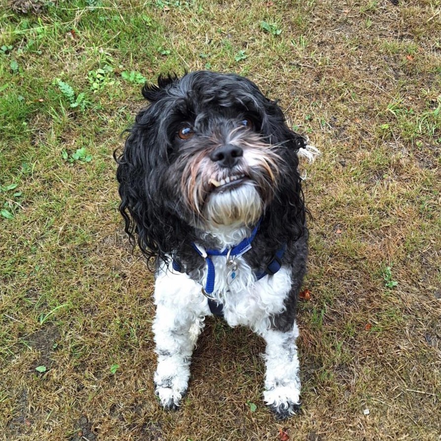 Bertie (& Teddie)