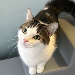 Delilah