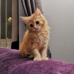 Wanda