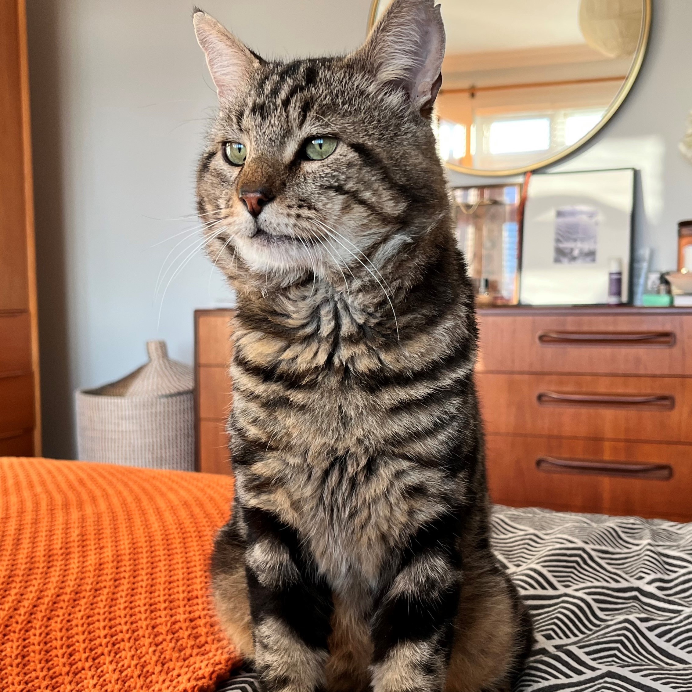 Shai
