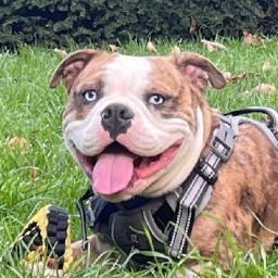 Cyrus