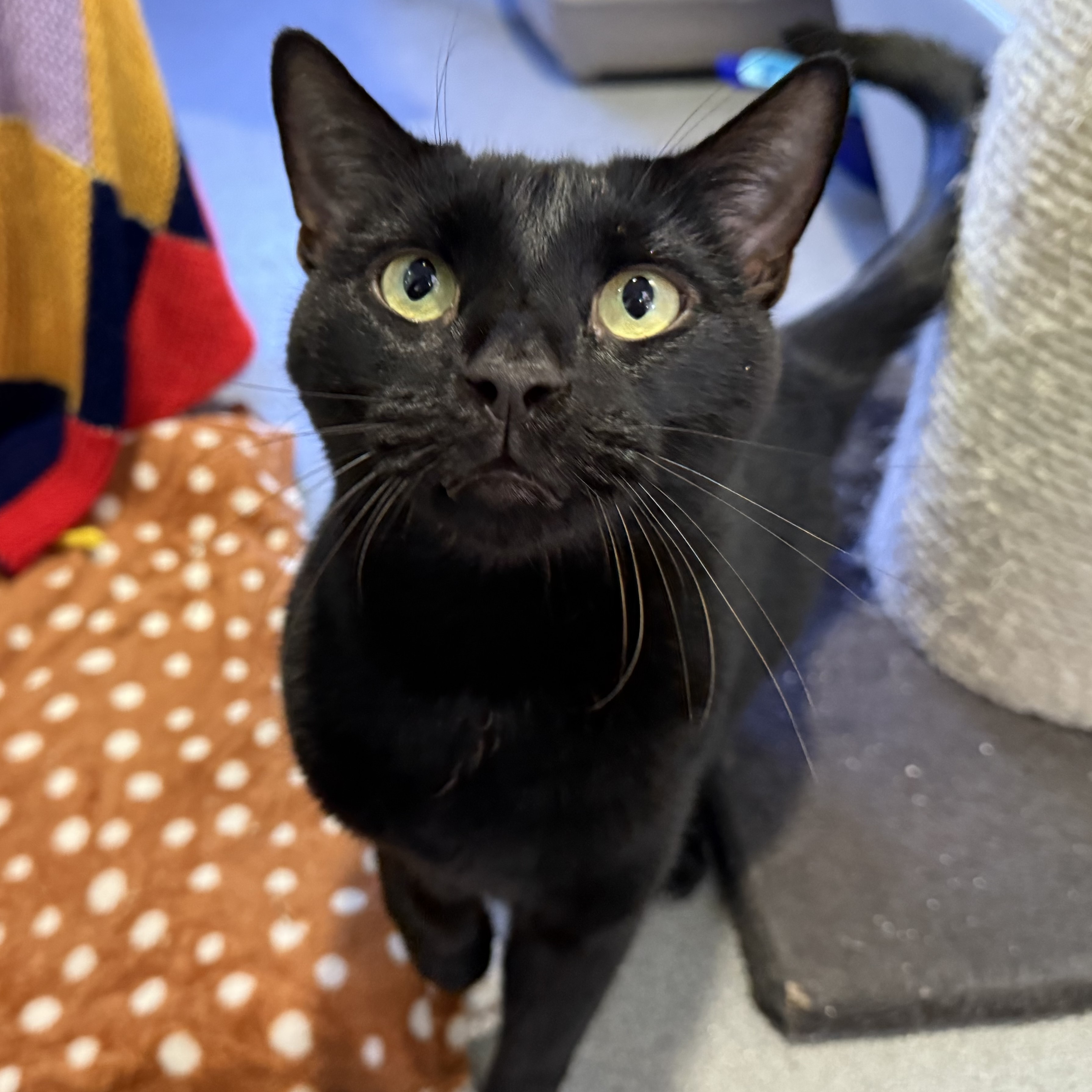 Bagheera