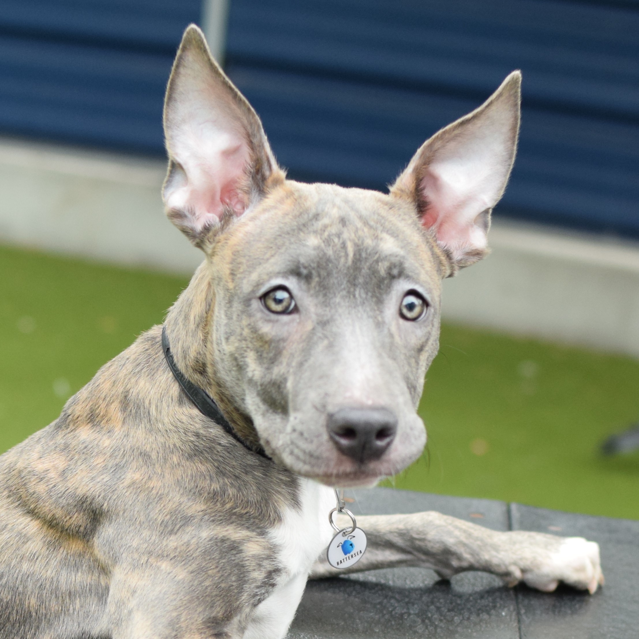 Nala