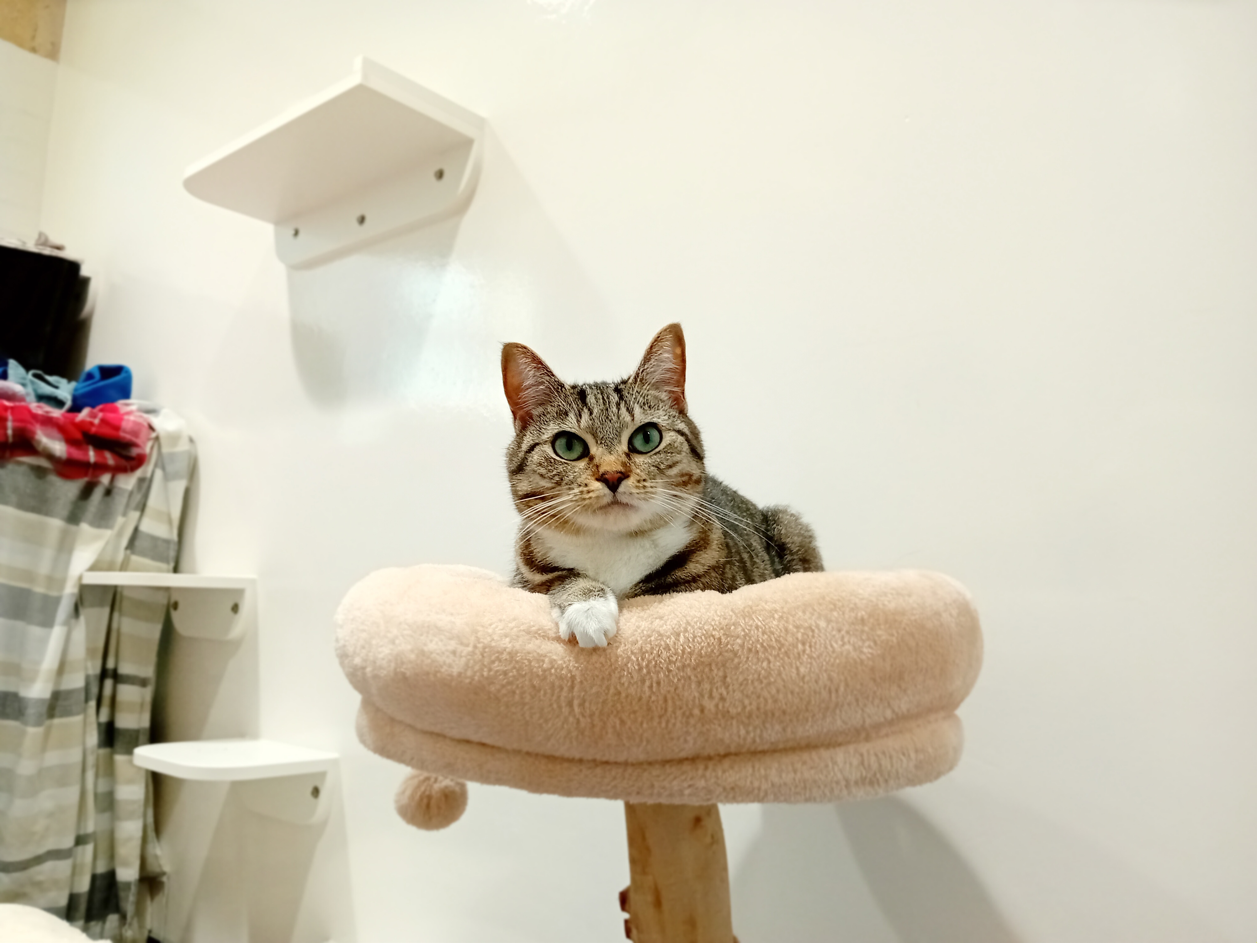 Bella