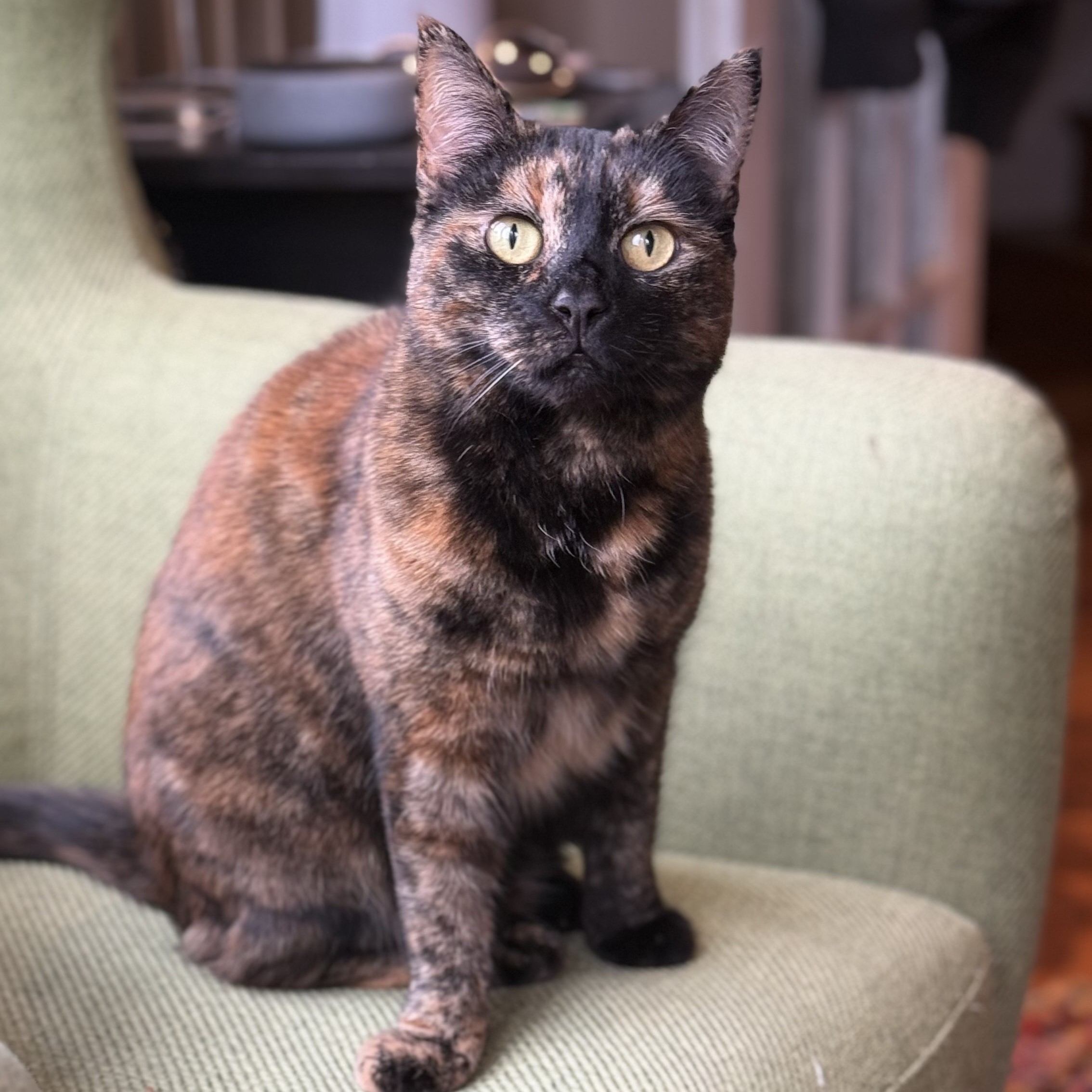 Gigi