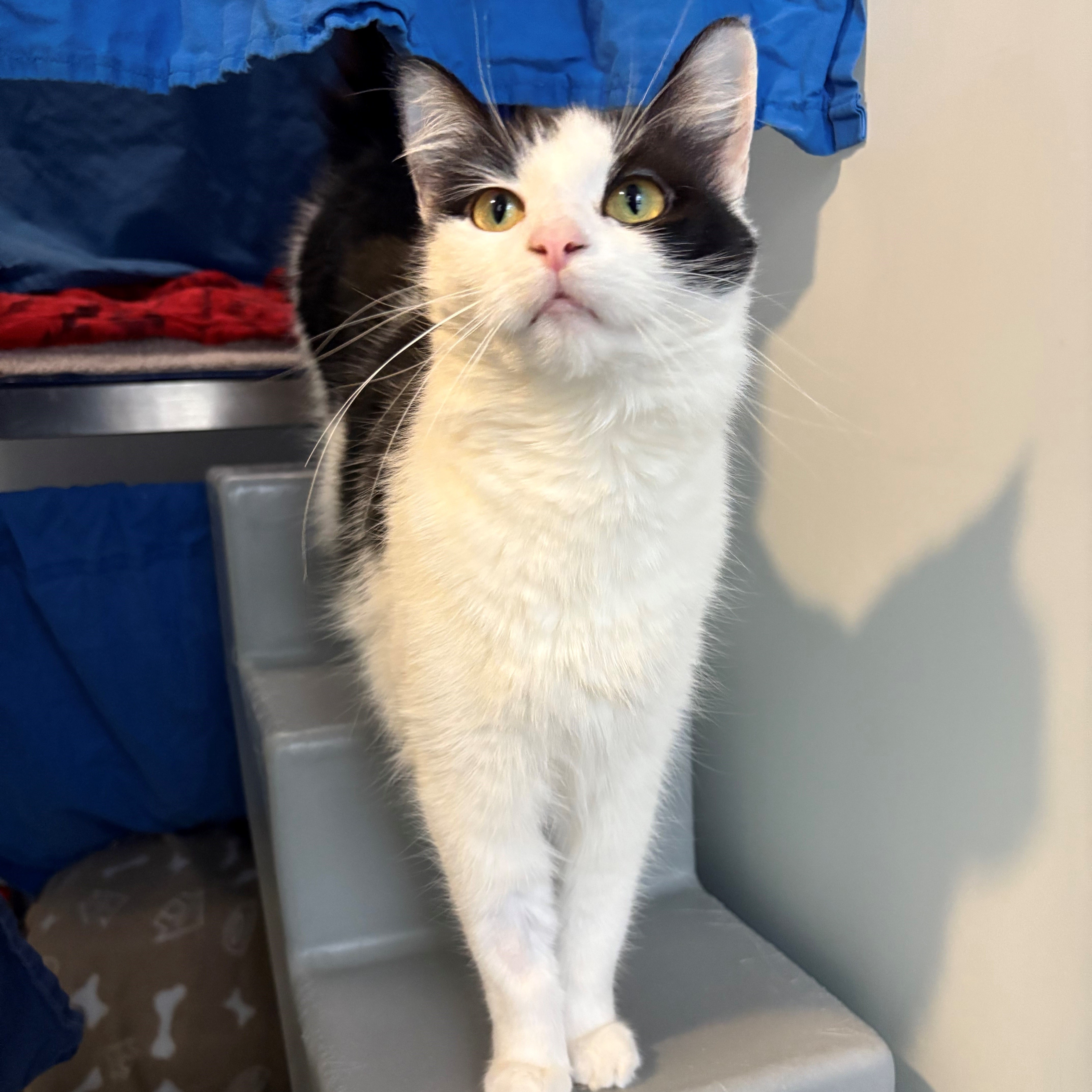 Meet the cats | Battersea Dogs & Cats Home