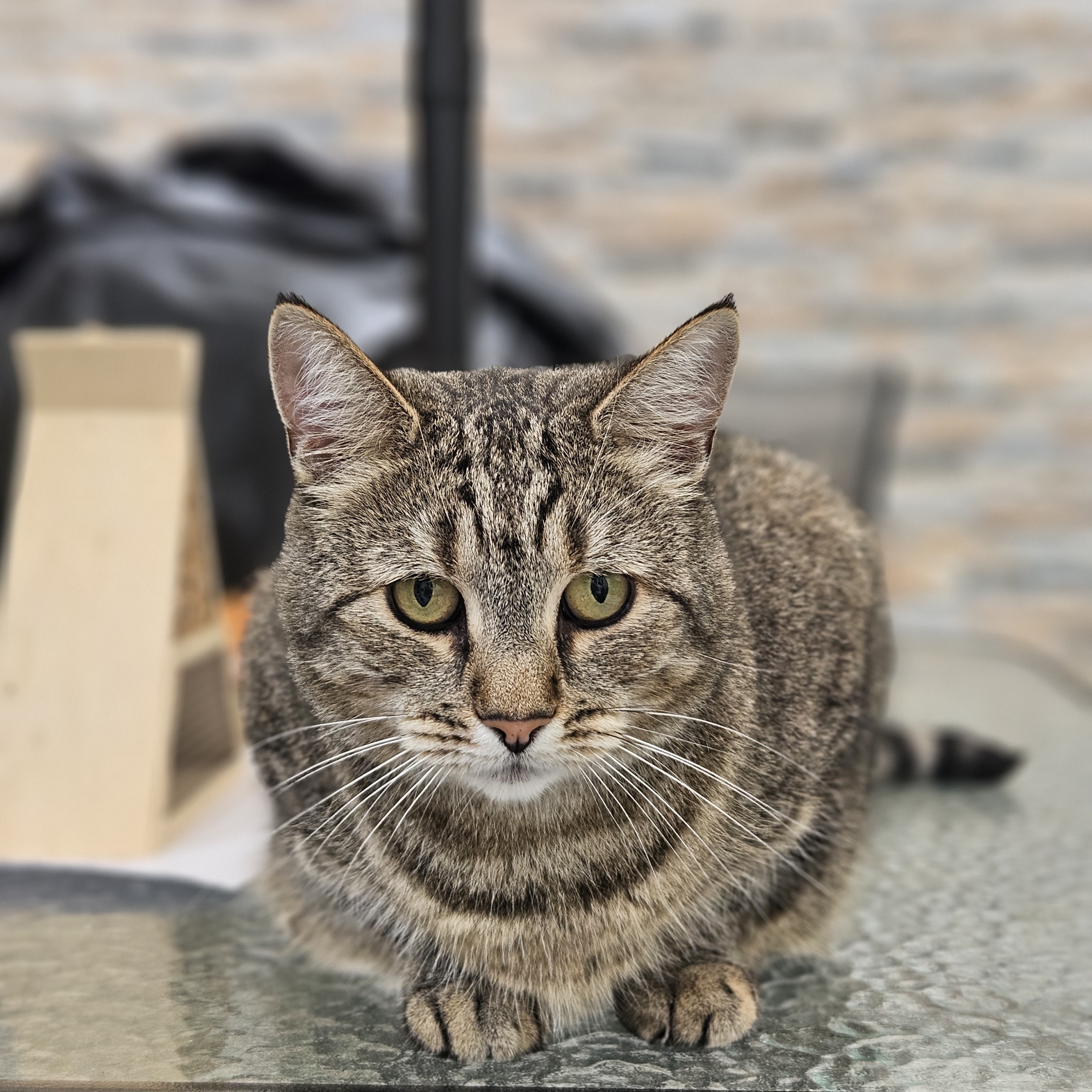Meet the cats