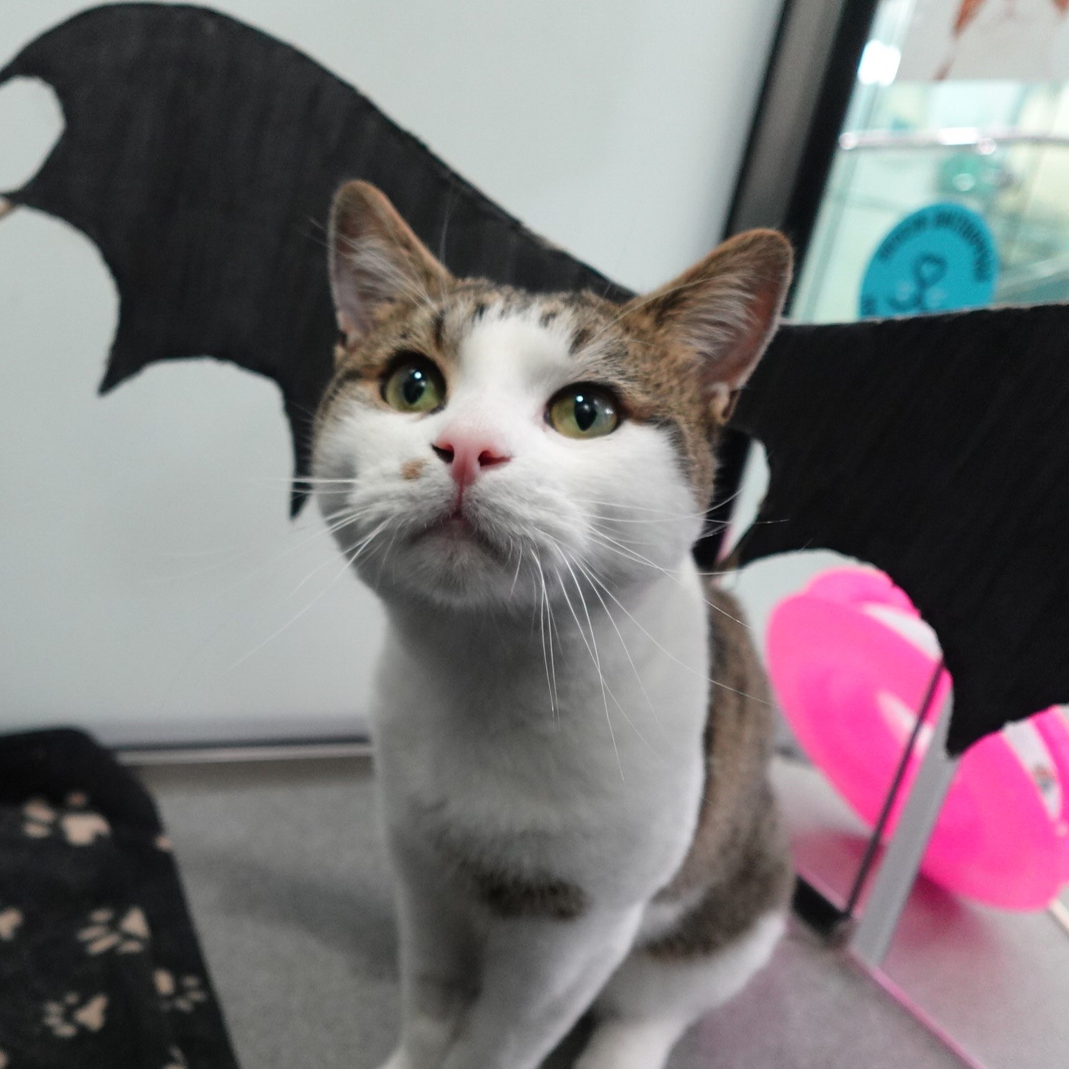 Meet the cats
