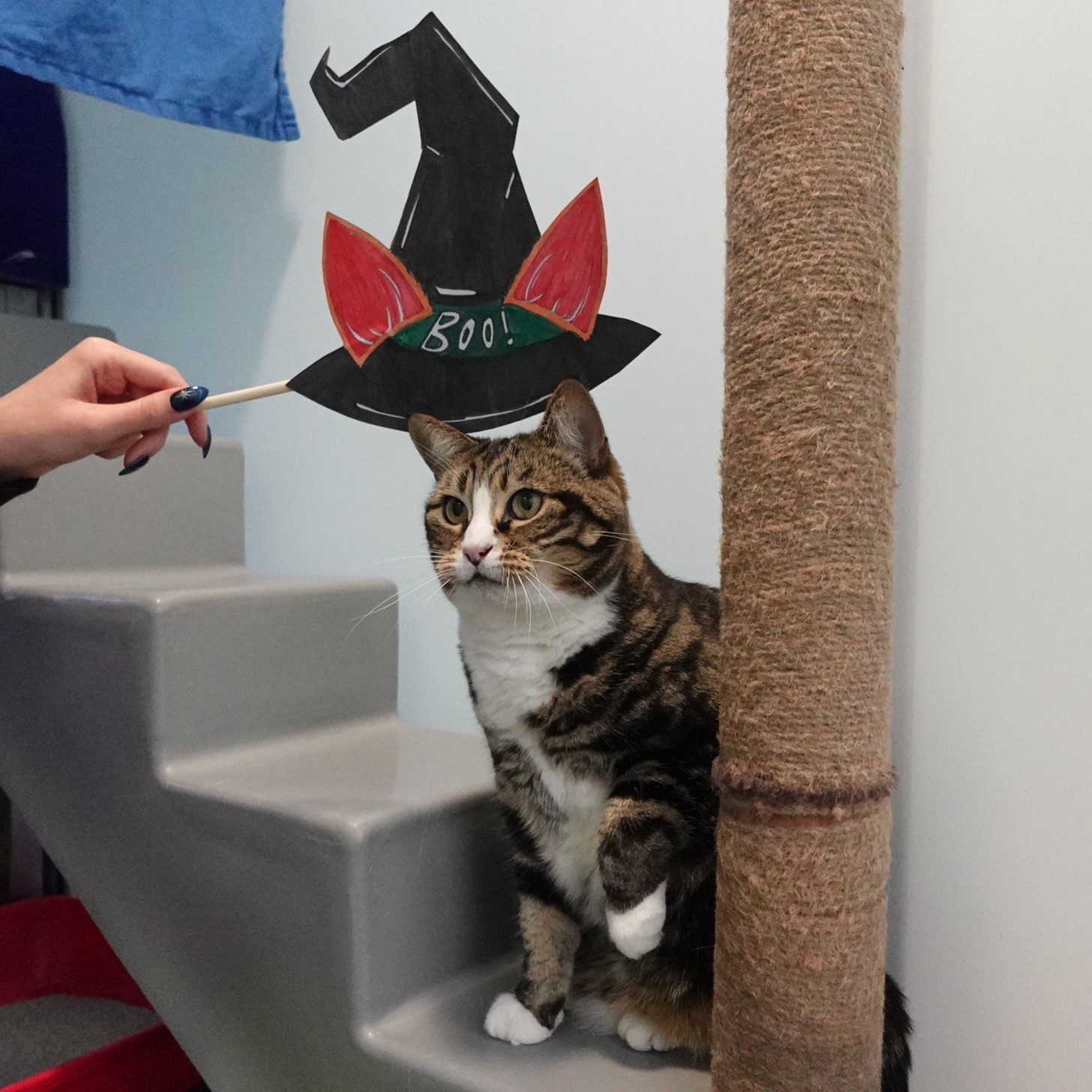 Meet the cats