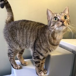 Meet the cats