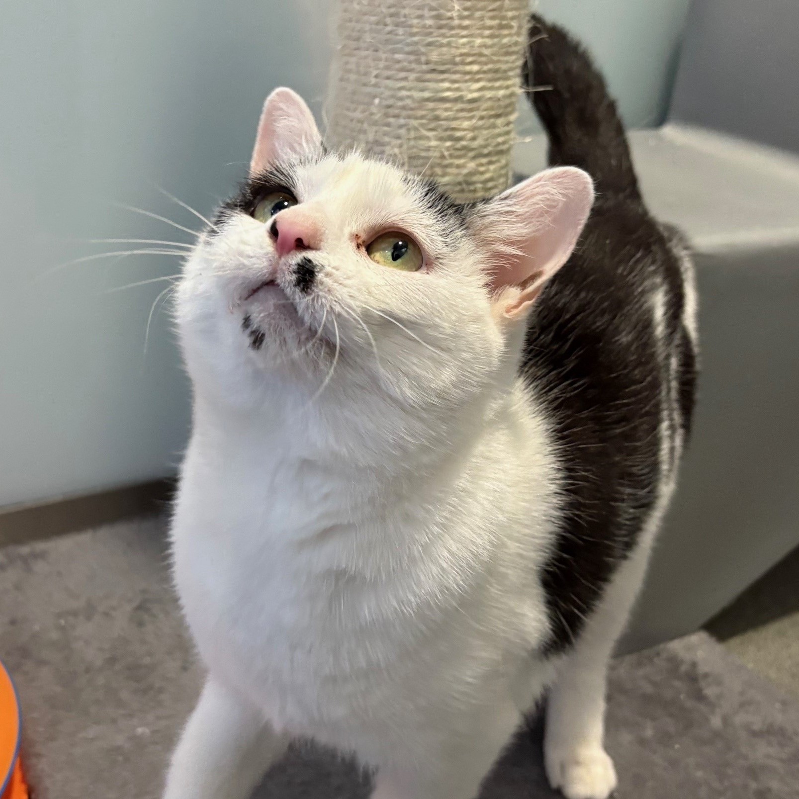 Meet the cats