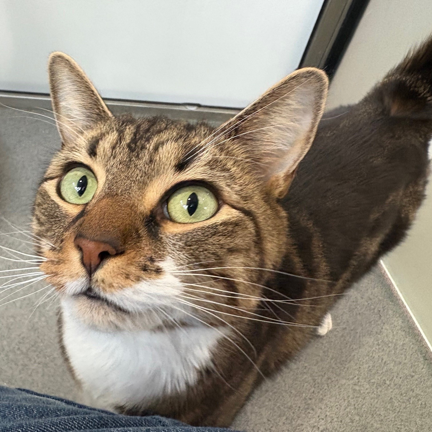 Meet the cats